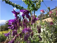 d5f368e1-20170428 Ri pakujci.jpg